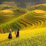 پژوهشگران چینی برنجی ساخته‌اند که با کود کمتر می‌تواند غذای بیشتری تولید کند