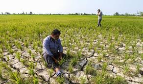 آینده سبز از تالار جهاد آغاز شد؛ هم‌افزایی برای کشاورزی پایدار و انسانی